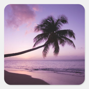 Einsame Palme bei Sonnenuntergang, Coconut Grove S Quadratischer Aufkleber