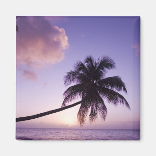 einsame Palme bei Sonnenuntergang, Strand von Coco Magnet