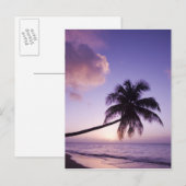 einsame Palme bei Sonnenuntergang, Strand von Coco Postkarte (Vorne/Hinten)