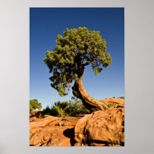 Einsame Zeder, Deadhorse Point State Park, Poster