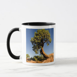 Einsame Zeder, Deadhorse Point State Park, Tasse