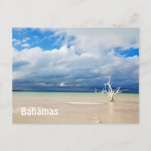 Einsamer Baum am Strand Postkarte