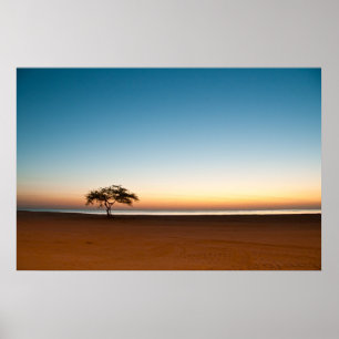 Einsamer Baum bei Sonnenaufgang in Kuwait Poster