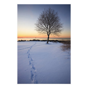 Einsamer Baum im frischen Schnee auf dem New Castl Fotodruck