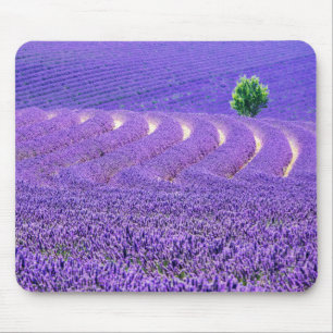 Einsamer Baum im Lavendelfeld, Frankreich Mousepad