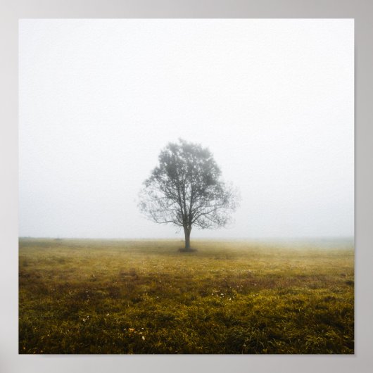 Einsamer Baum in einem nebeligen Herbstmorgen Poster (Vorne)