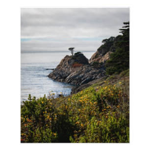 Einsamer Baum in Point Lobos Fotodruck