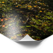 Einsamer Baum in Point Lobos Fotodruck (Ecke)