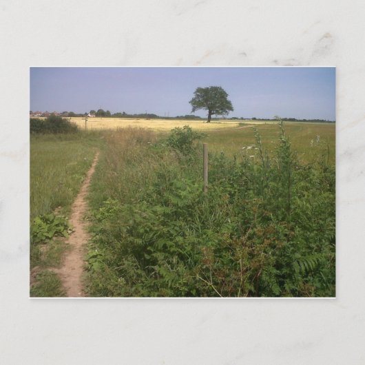 einsamer Baum Postkarte (Vorderseite)