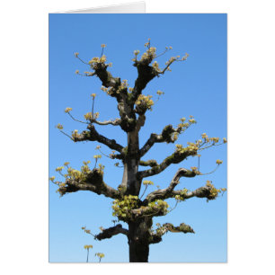 Einsamer Baum - TBD Reihe