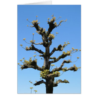 Einsamer Baum - TBD Reihe