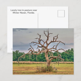 Einsamer Baum Winterhaven, Florida Postkarte