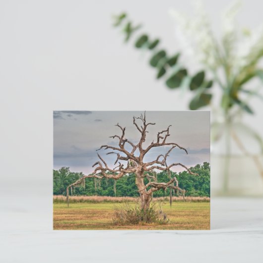 Einsamer Baum Winterhaven, Florida Postkarte (Stehend Vorderseite)