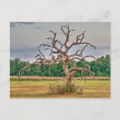 Einsamer Baum Winterhaven, Florida Postkarte (Vorderseite)