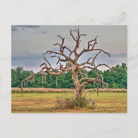 Einsamer Baum Winterhaven, Florida Postkarte (Vorderseite)