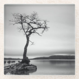 Einsamer bloßer Baum Glasuntersetzer