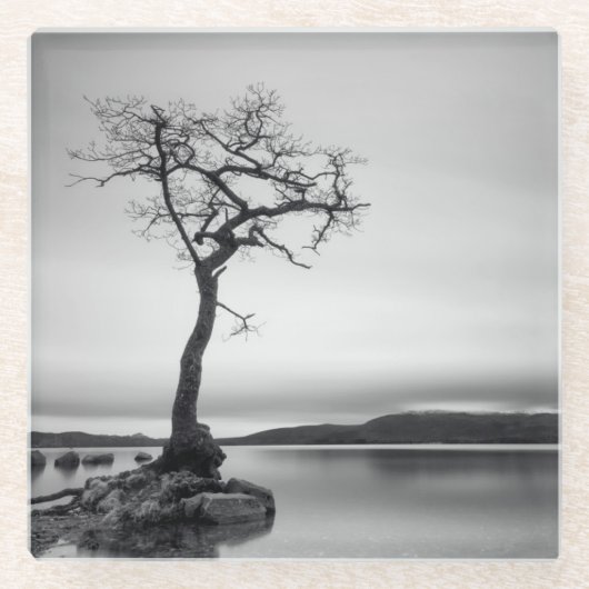 Einsamer bloßer Baum Glasuntersetzer (Vorderseite)