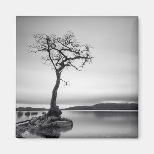 Einsamer bloßer Baum Magnet
