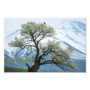 Einsamer blühender Baum und schneebedeckte Berge Fotodruck