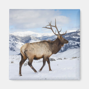 Einsamer Bullen-Elch   Yellowstone-Nationalpark Magnet
