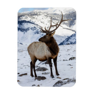 Einsamer Bullenelk im Schnee   Yellowstone-Nationa Magnet