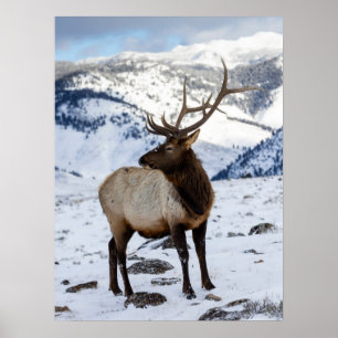 Einsamer Bullenelk im Schnee   Yellowstone-Nationa Poster