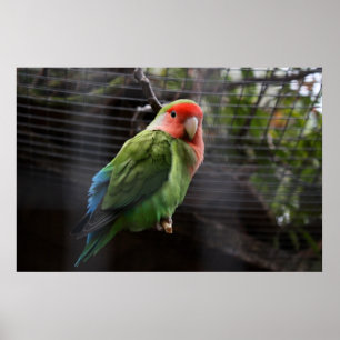 Einsamer Lovebird Poster