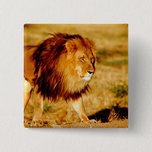 Einsamer Löwe Button (Vorderseite)