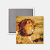Einsamer Löwe Magnet (Vorderseite/Rückseite)