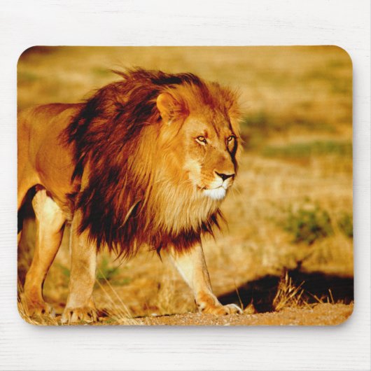 Einsamer Löwe Mousepad (Vorne)