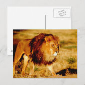 Einsamer Löwe Postkarte (Vorne/Hinten)