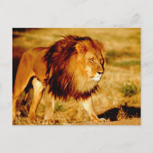 Einsamer Löwe Postkarte