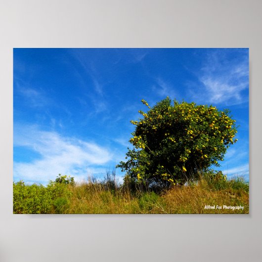 Einsamer Mandarinbaum Poster (Vorne)