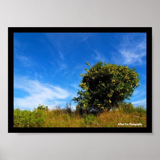 Einsamer Mandarinbaum Poster (Vorne)