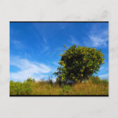 Einsamer Mandarinbaum Postkarte (Vorderseite)