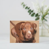 einsamer Welpe Postkarte (Stehend Vorderseite)