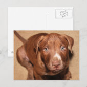einsamer Welpe Postkarte (Vorne/Hinten)