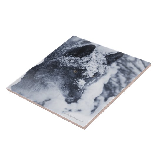 Einsamer Wolf im Schnee Fliese (Seite)