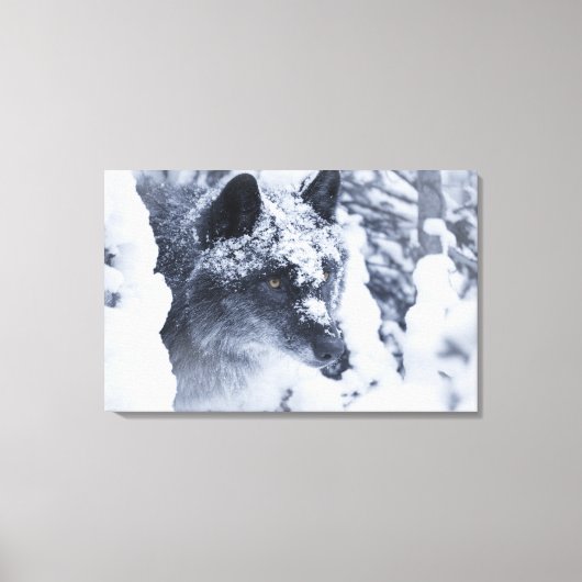 Einsamer Wolf im Schnee Leinwanddruck (Vorderseite)