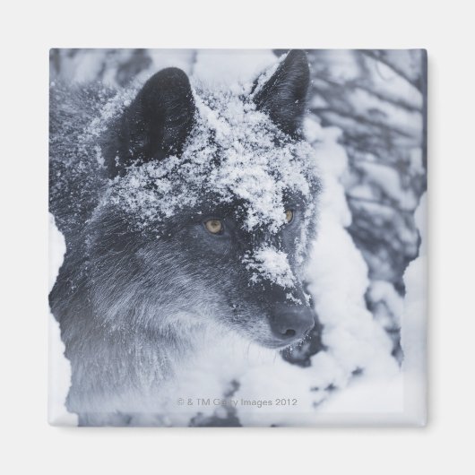 Einsamer Wolf im Schnee Magnet (Vorne)