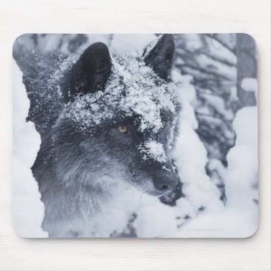 Einsamer Wolf im Schnee Mousepad (Vorne)