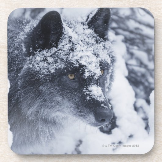 Einsamer Wolf im Schnee Untersetzer (Vorderseite)