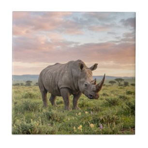 Einsames Nashorn in der Savanne bei Sonnenuntergan Fliese