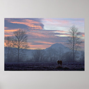 Einsames weiden lassendes Pferd Poster