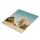 Einsiedlerkrabbe, die größere Muschel betrachtet Fliese (Seite)