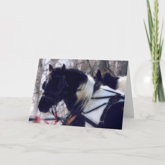 Einsteiger Pferde, Geburtstag Karte (Vorderseite)