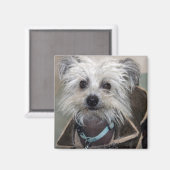 Einstein der Hund Magnet (Vorderseite/Rückseite)