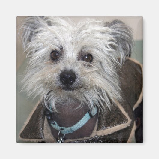 Einstein der Hund Magnet (Vorne)