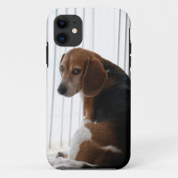 Einstellung des Beagle