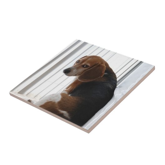 Einstellung des Beagle Fliese (Seite)